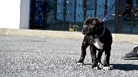 Euskal Indarra - Staffordshire Bull Terrier - Portée née le 20/03/2020
